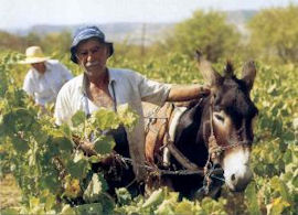 Collecting the grapes